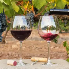 Verre de vin rouge versé dans un vignoble, avec des grappes de raisin mûres. Un bouchon et un tire-bouchon sont posés sur la table. Un 2ème cru à déguster.