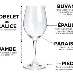 Gobelet ou calice : la contenance verre de vin est expliquée par ses différentes parties : buvant, épaule, paraison, jambe et pied.