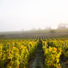 Vignes dorées sous la brume matinale, promesse d'un grand cepage Sauternes.