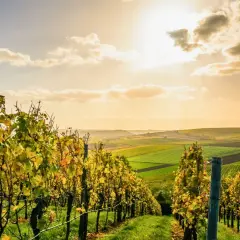 Vignes dorées sous un ciel ensoleillé, prêtes pour la période des vendanges. Paysage vallonné aux champs colorés.