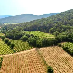 Vue aérienne du domaine Bouisse Matteri, avec ses vignobles verdoyants s'étendant sur des collines boisées sous un ciel bleu clair.