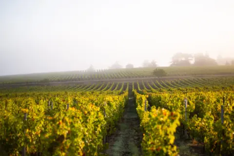 Vignes dorées sous la brume matinale, promesse d'un grand cepage Sauternes.