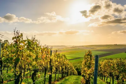 Vignes dorées sous un ciel ensoleillé, prêtes pour la période des vendanges. Paysage vallonné aux champs colorés.