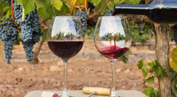 Verre de vin rouge versé dans un vignoble, avec des grappes de raisin mûres. Un bouchon et un tire-bouchon sont posés sur la table. Un 2ème cru à déguster.