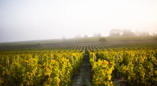 Vignes dorées sous la brume matinale, promesse d'un grand cepage Sauternes.