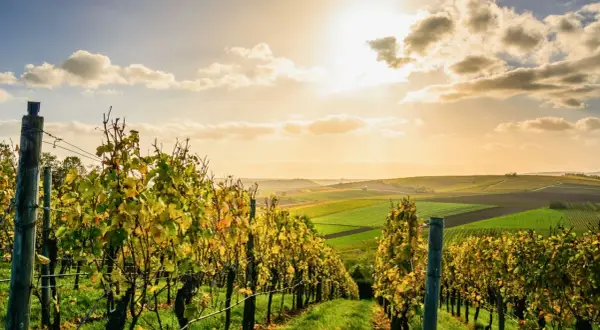 Vignes dorées sous un ciel ensoleillé, prêtes pour la période des vendanges. Paysage vallonné aux champs colorés.