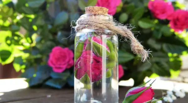Bouteille en verre remplie de roses et de liquide, avec des roses en arrière-plan. Une idée pour que faire avec un mauvais vin rosé : créer une eau florale !