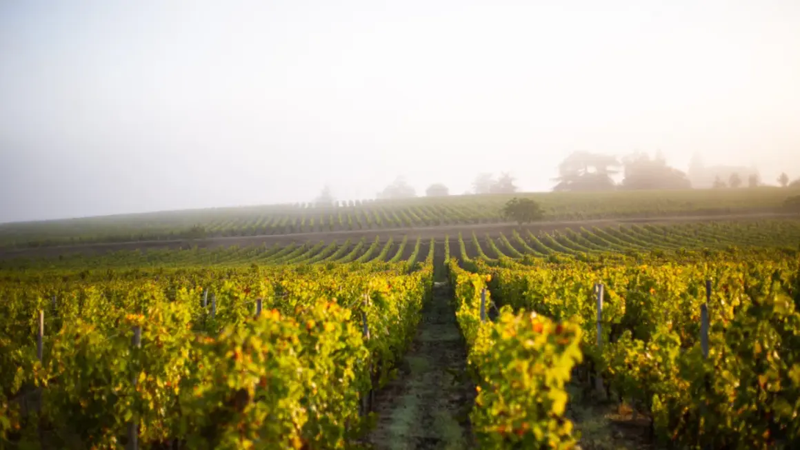 Vignes dorées sous la brume matinale, promesse d'un grand cepage Sauternes.
