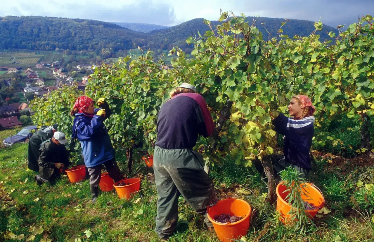 Des vendangeurs r&eacute;coltent le raisin dans un vignoble, avec un village en contrebas.