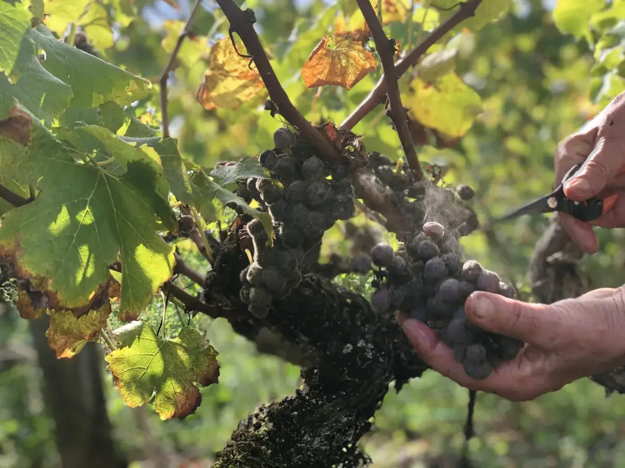 Main de vigneron récoltant des grappes de cepage sauterne, couvertes de pourriture noble, sous le soleil d'automne.