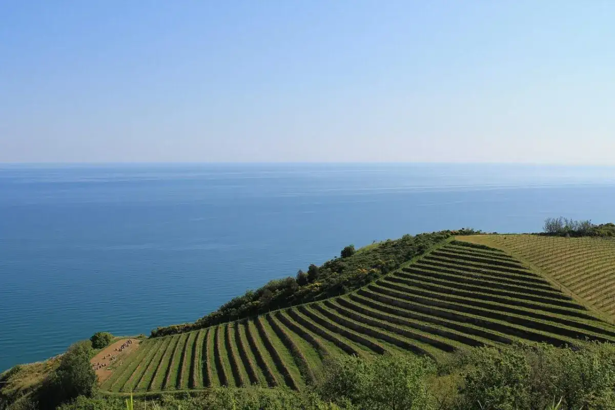 Vue panoramique sur le domaine Bouisse Matteri, avec des vignes en terrasses descendant vers la mer d'un bleu profond sous un ciel clair.