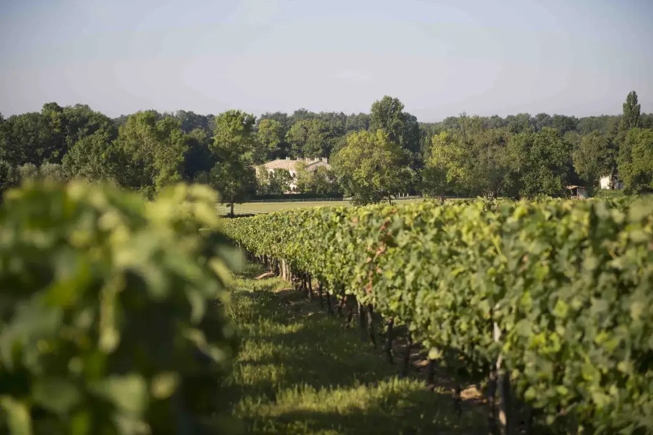 Vignes luxuriantes menant &agrave; un manoir bordelais, promesse d'un mill&eacute;sime Saint-&Eacute;milion Grand Cru.