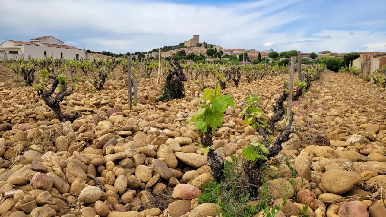 Vignes caillouteuses de Ch&acirc;teauneuf-du-Pape, avec le village et son ch&acirc;teau en arri&egrave;re-plan. Le sol rocailleux promet un futur meilleur Ch&acirc;teauneuf-du-Pape.