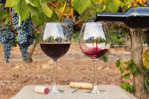 Verre de vin rouge versé dans un vignoble, avec des grappes de raisin mûres. Un bouchon et un tire-bouchon sont posés sur la table. Un 2ème cru à déguster.