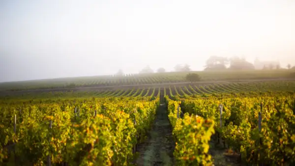 Vignes dorées sous la brume matinale, promesse d'un grand cepage Sauternes.
