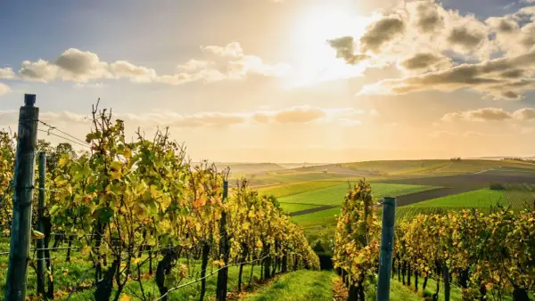 Vignes dorées sous un ciel ensoleillé, prêtes pour la période des vendanges. Paysage vallonné aux champs colorés.